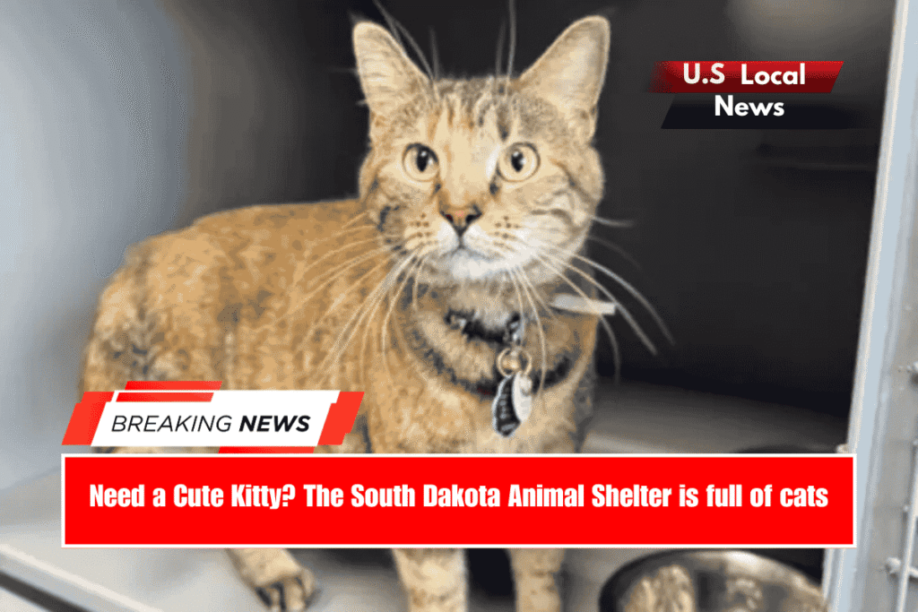Need a Cute Kitty The South Dakota Animal Shelter is full of cats