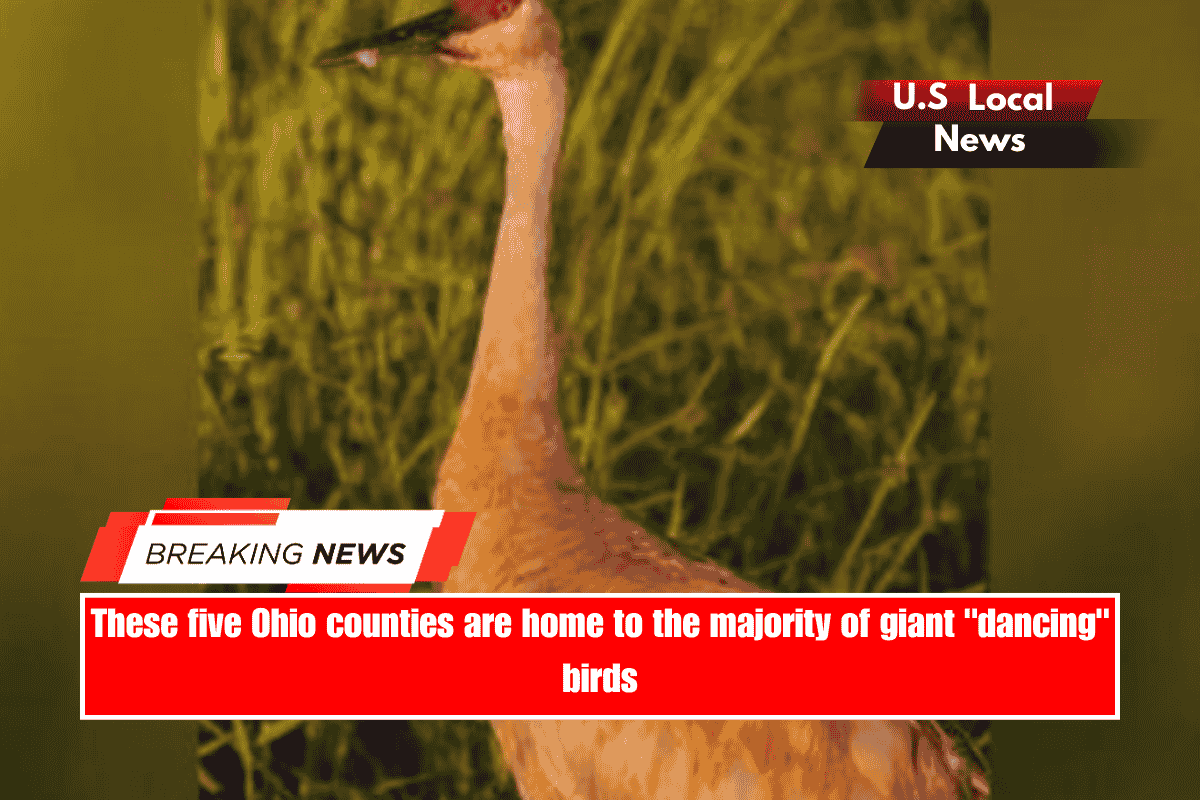 These five Ohio counties are home to the majority of giant dancing birds